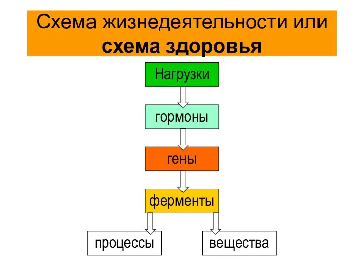 Схема жизнедеятельности или схема здоровья