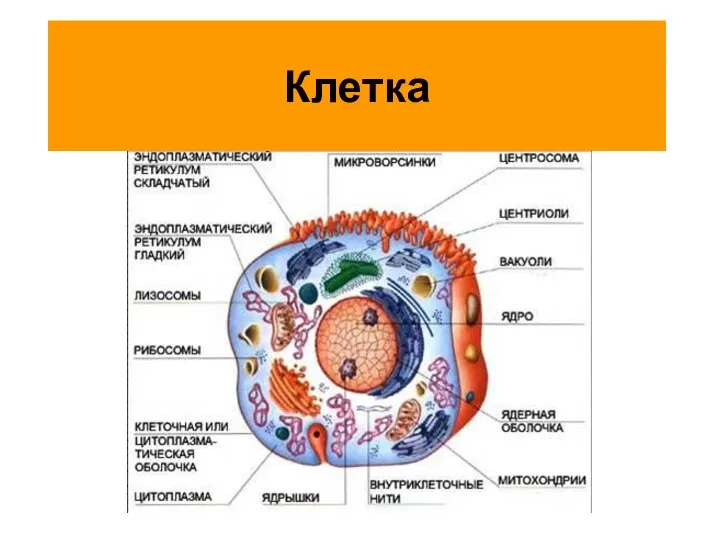 Клетка