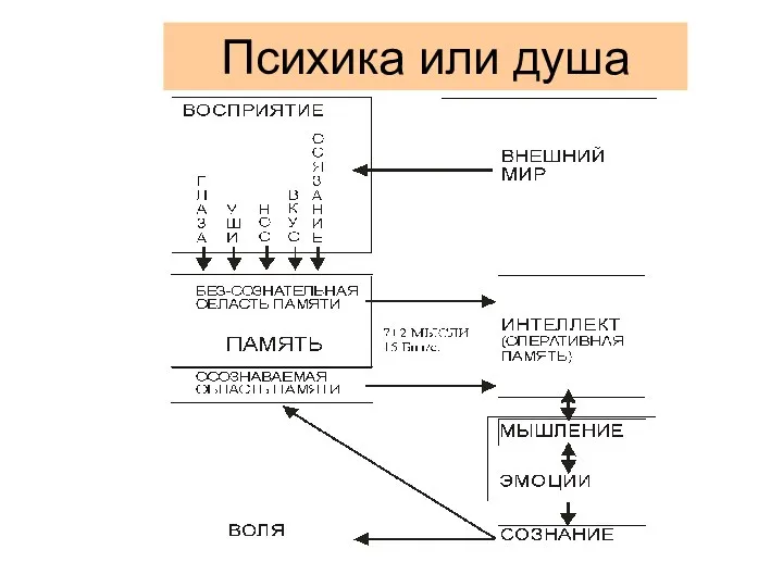 Психика или душа