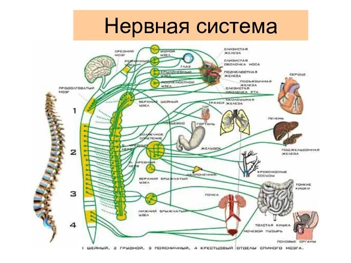 Нервная система