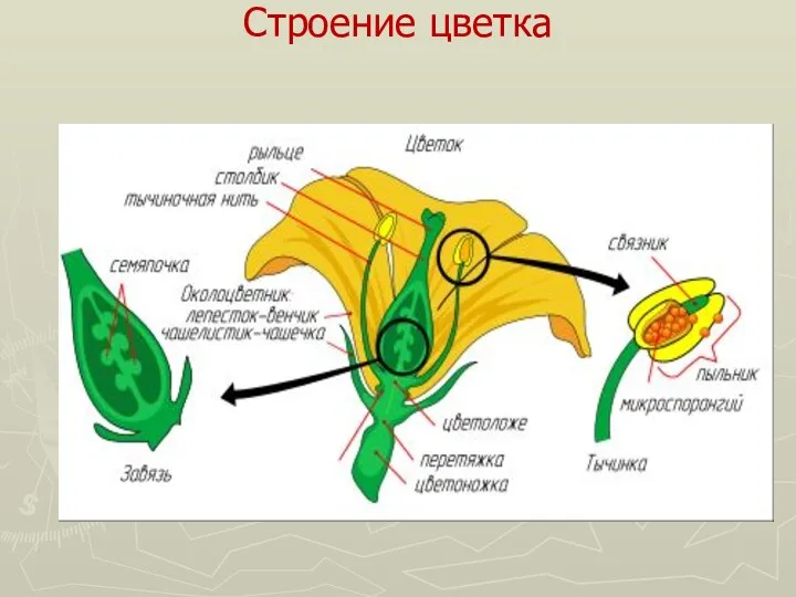 Строение цветка