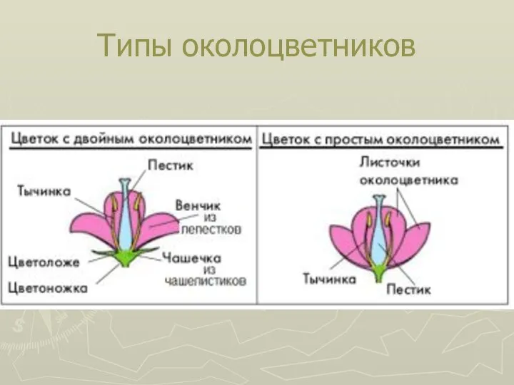 Типы околоцветников