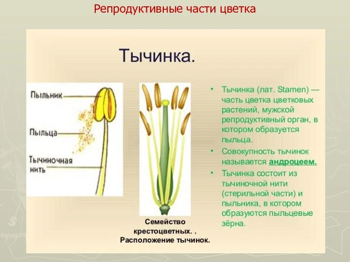 Репродуктивные части цветка