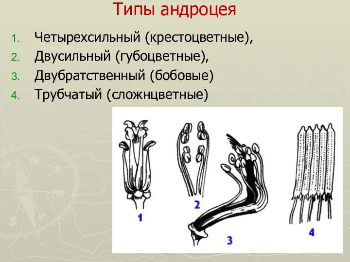 Типы андроцея Четырехсильный (крестоцветные), Двусильный (губоцветные), Двубратственный (бобовые) Трубчатый (сложнцветные)