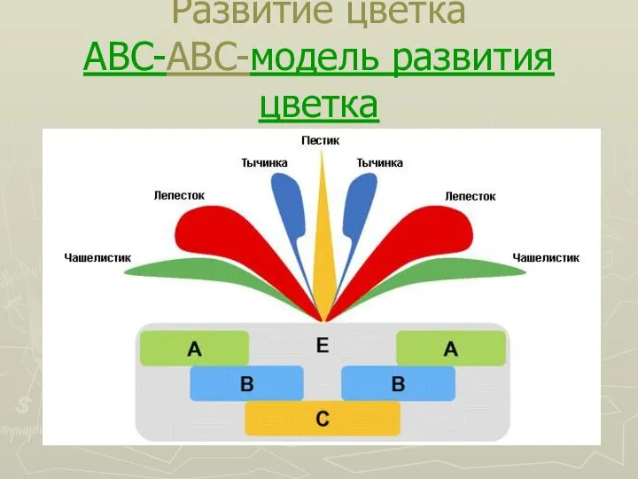 Развитие цветка ABC-ABC-модель развития цветка