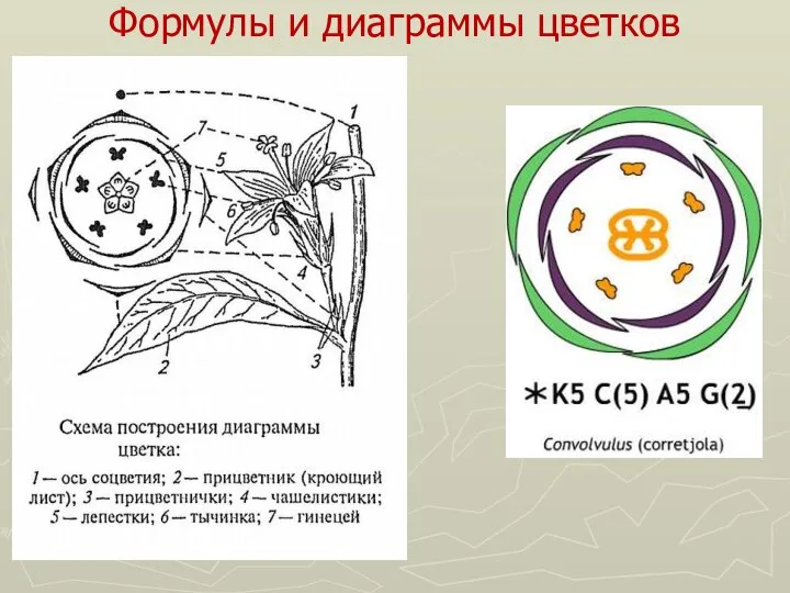 Формулы и диаграммы цветков