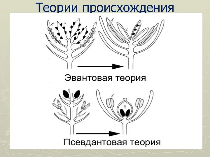 Теории происхождения