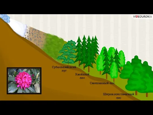Широколиственный лес Смешанный лес Хвойный лес Субальпийский луг