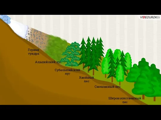 Альпийский луг Горная тундра Широколиственный лес Смешанный лес Хвойный лес Субальпийский луг