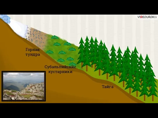 Тайга Субальпийские кустарники Горная тундра