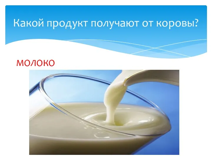 Какой продукт получают от коровы? МОЛОКО