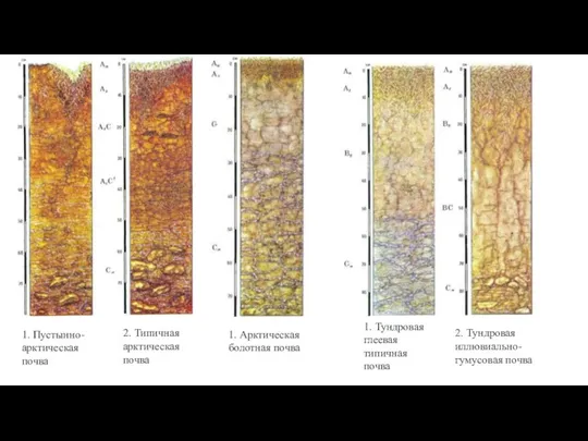 1. Пустынно-арктическая почва 2. Типичная арктическая почва 1. Арктическая болотная почва 1.