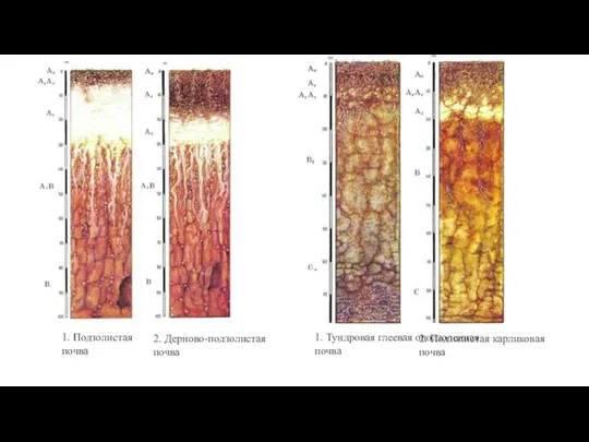 1. Подзолистая почва 2. Дерново-подзолистая почва 1. Тундровая глеевая оподзоленная почва 2. Подзолистая карликовая почва