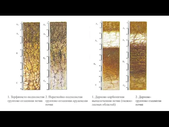 1. Торфянисто-подзолистая грунтово-оглеенная почва 2. Перегнойно-подзолистая грунтово-оглеенная оруденелая почва 1. Дерново-карбонатная выщелоченная