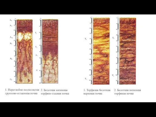 1. Перегнойно-подзолистая грунтово-оглеенная почва 2. Болотная низинная торфяно-глеевая почва 1. Торфяная болотная