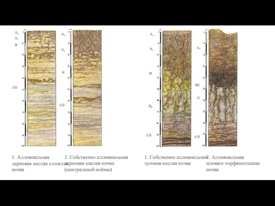 1. Аллювиальная дерновая кислая слоистая почва 2. Собственно аллювиальная дерновая кислая почва