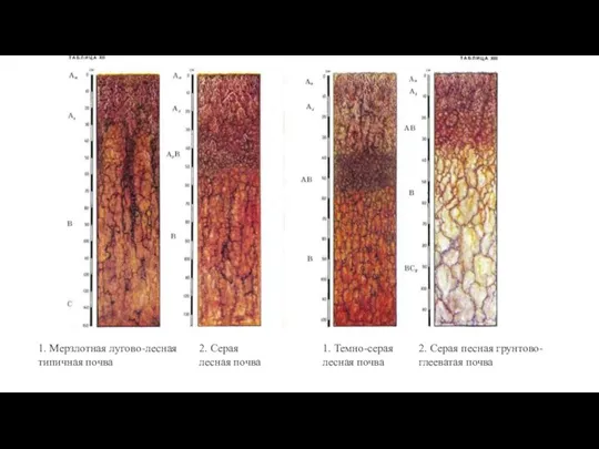 1. Мерзлотная лугово-лесная типичная почва 2. Серая лесная почва 1. Темно-серая лесная