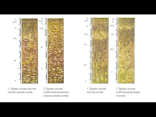 1. Бурая лесная кислая оподзоленная почва 2. Бурая лесная слабоненасыщенная оподзоленная почва