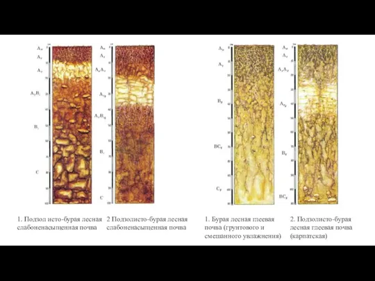 1. Подзол исто-бурая лесная слабоненасыщенная почва 2 Подзолисто-бурая лесная слабоненасыщенная почва 1.