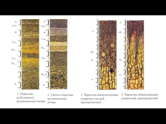 1. Охристые (собственно) вулканические почвы 2. Светло-охристые вулканические почвы 1. Чернозем выщелоченный,