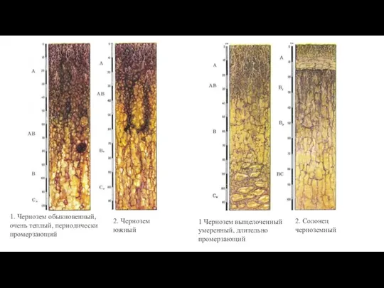 1. Чернозем обыкновенный, очень теплый, периодически промерзающий 2. Чернозем южный 1 Чернозем