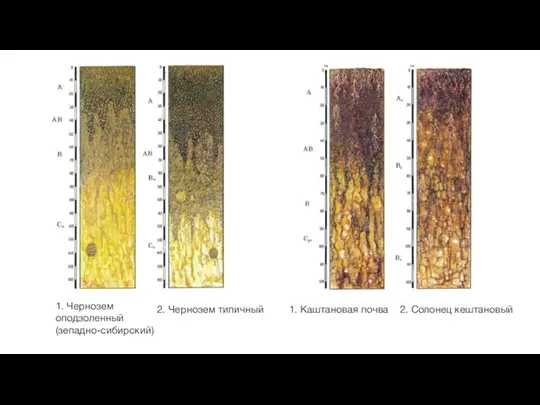 1. Чернозем оподзоленный (зепадно-сибирский) 2. Чернозем типичный 1. Каштановая почва 2. Солонец кештановый