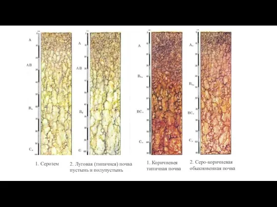 1. Серозем 2. Луговая (типичнея) почва пустынь и полупустынь 1. Коричневея типичная