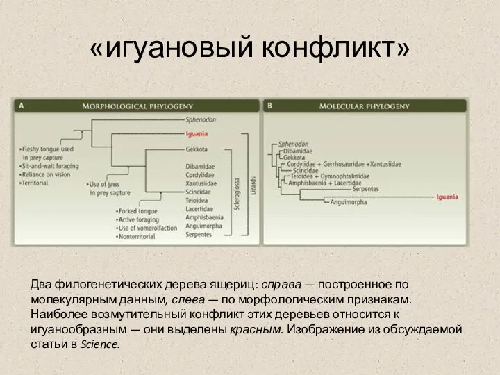 «игуановый конфликт» Два филогенетических дерева ящериц: справа — построенное по молекулярным данным,