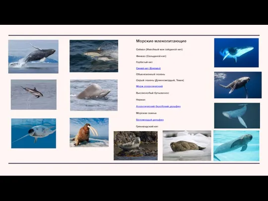 Морские млекопитающие Сейвал (Ивасёвый или сайдяной кит) Финвал (Сельдяной кит) Горбатый кит