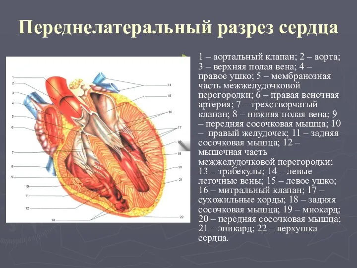 Переднелатеральный разрез сердца 1 – аортальный клапан; 2 – аорта; 3 –