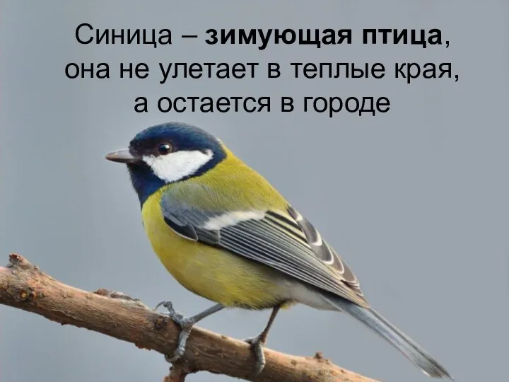 Синица – зимующая птица, она не улетает в теплые края, а остается в городе