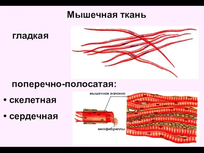 гладкая поперечно-полосатая: скелетная сердечная Мышечная ткань