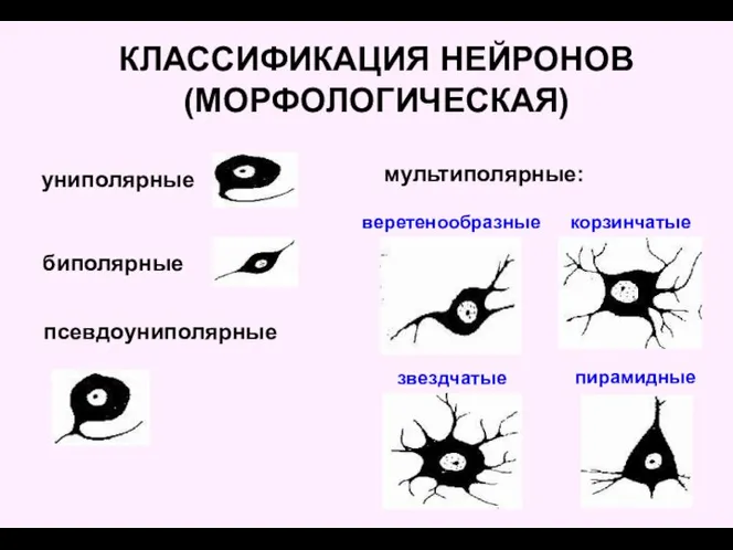 КЛАССИФИКАЦИЯ НЕЙРОНОВ (МОРФОЛОГИЧЕСКАЯ) униполярные биполярные псевдоуниполярные мультиполярные: веретенообразные корзинчатые звездчатые пирамидные