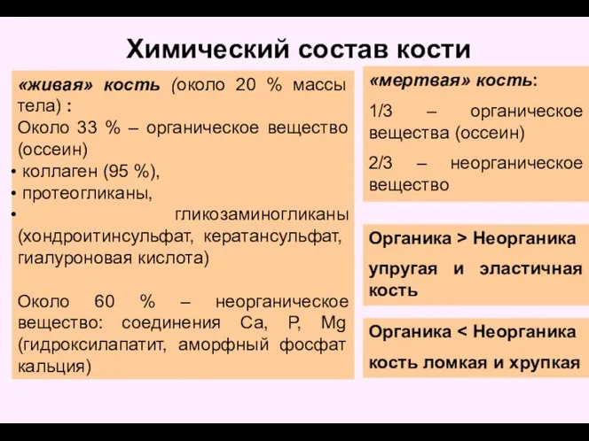 Химический состав кости «живая» кость (около 20 % массы тела) : Около