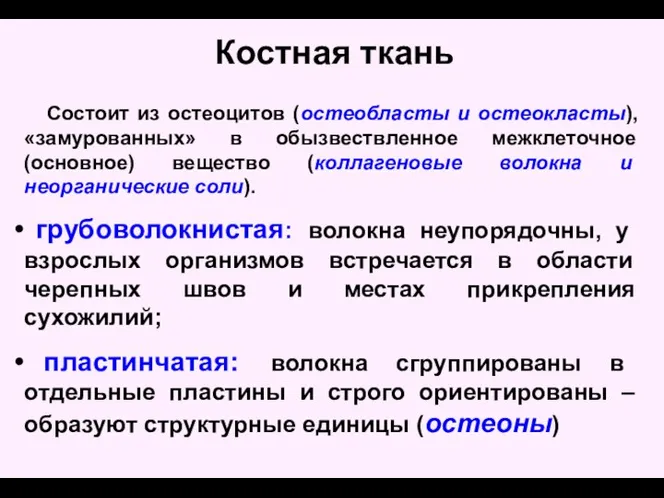 Костная ткань Состоит из остеоцитов (остеобласты и остеокласты), «замурованных» в обызвествленное межклеточное