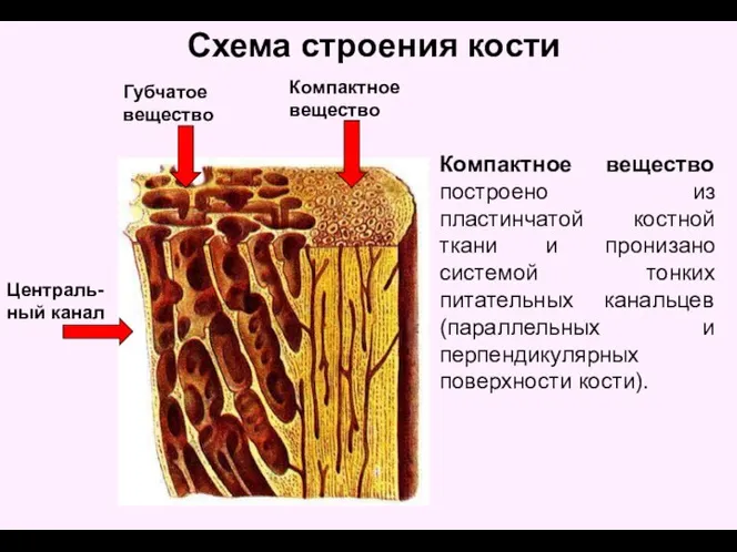 Схема строения кости Компактное вещество Губчатое вещество Централь-ный канал Компактное вещество построено