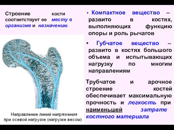 Компактное вещество – развито в костях, выполняющих функцию опоры и роль рычагов