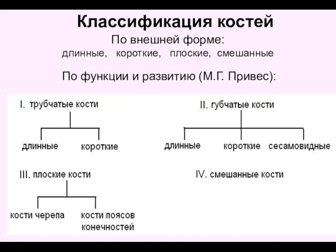 Классификация костей По функции и развитию (М.Г. Привес): По внешней форме: длинные, короткие, плоские, смешанные