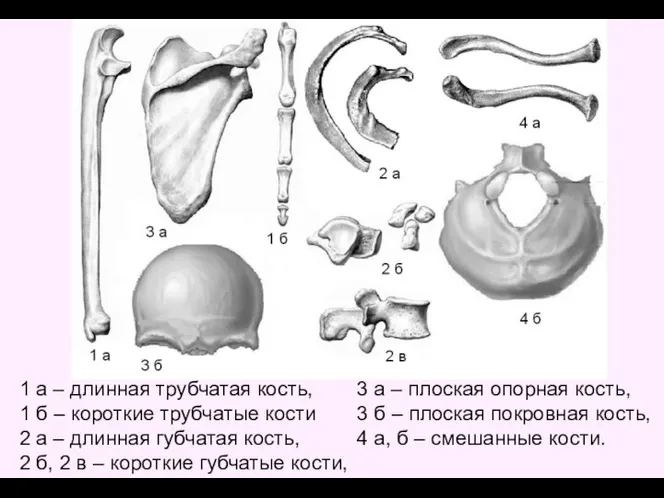 1 а – длинная трубчатая кость, 1 б – короткие трубчатые кости