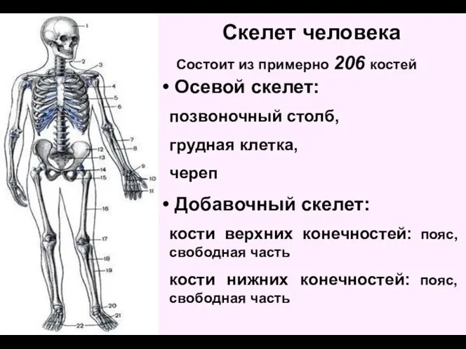 Скелет человека Состоит из примерно 206 костей Осевой скелет: позвоночный столб, грудная