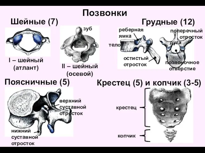 Позвонки Шейные (7) Грудные (12) Поясничные (5) Крестец (5) и копчик (3-5)