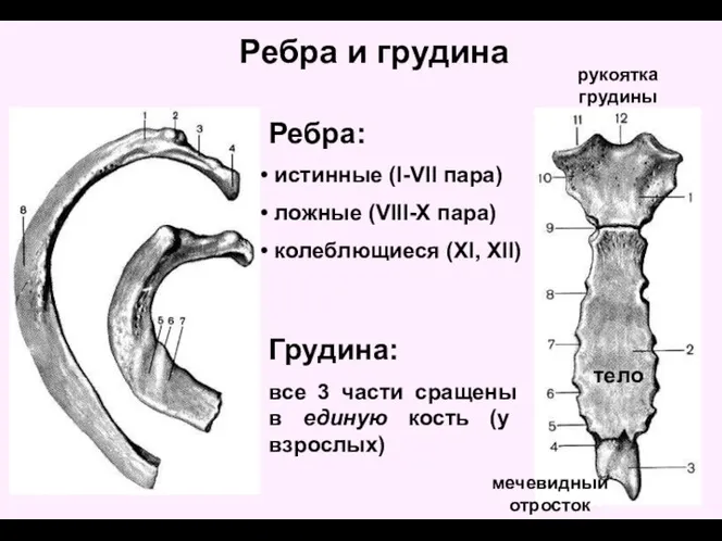 Ребра и грудина Ребра: истинные (I-VII пара) ложные (VIII-X пара) колеблющиеся (XI,