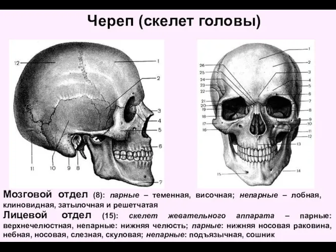 Череп (скелет головы) Мозговой отдел (8): парные – теменная, височная; непарные –