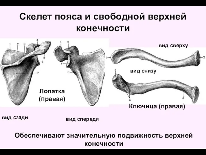 Скелет пояса и свободной верхней конечности Лопатка (правая) Ключица (правая) вид сзади