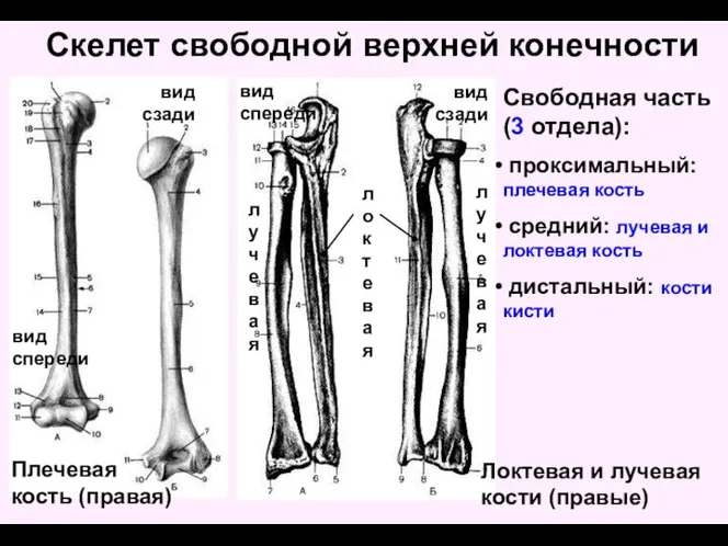 Скелет свободной верхней конечности Свободная часть (3 отдела): проксимальный: плечевая кость средний: