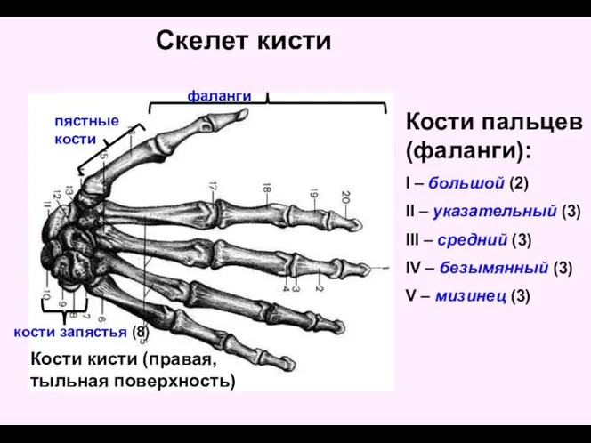 Скелет кисти фаланги Кости кисти (правая, тыльная поверхность) пястные кости кости запястья