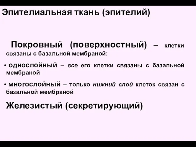 Покровный (поверхностный) – клетки связаны с базальной мембраной: однослойный – все его