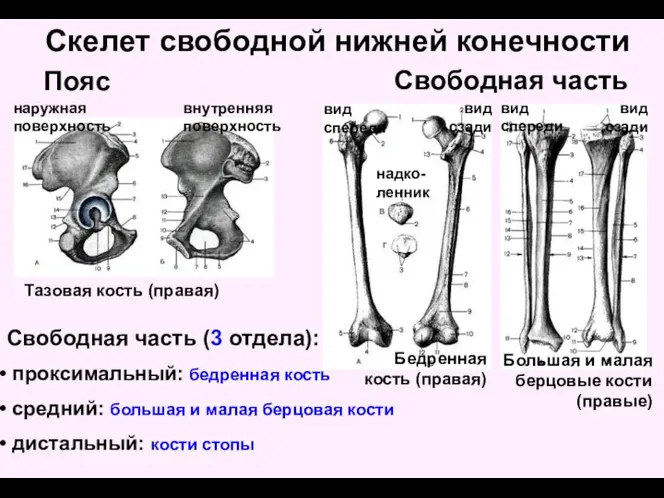 Скелет свободной нижней конечности Пояс Свободная часть Тазовая кость (правая) наружная поверхность