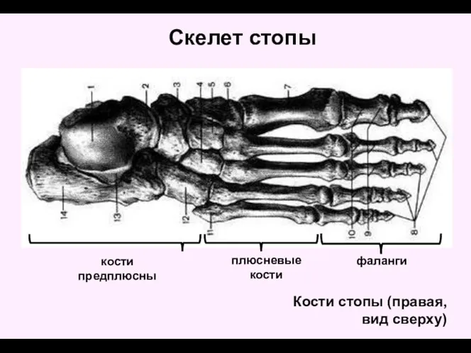 Кости стопы (правая, вид сверху) фаланги кости предплюсны плюсневые кости Скелет стопы