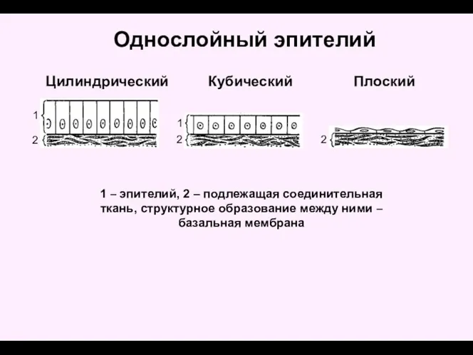 Цилиндрический Плоский Кубический 1 – эпителий, 2 – подлежащая соединительная ткань, структурное